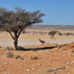 Africa: Namibia