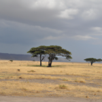 Africa: Tanzania