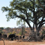 Africa: Zimbabwe
