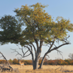 Africa: Botswana